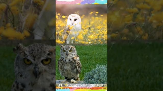 Сможете отличить сову от филина???owl #shorts