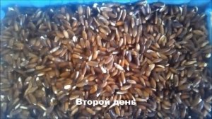 Проростки расторопши.