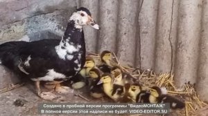 Вылупились индоутки.