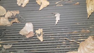 Потеют окна. Что делать?! Решено. Проверка, замена, чистка фильтра салона. KIA MAGENTIS 2.0i