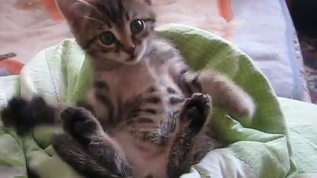 Котёнок занимается йогой!!! смотреть онлайн