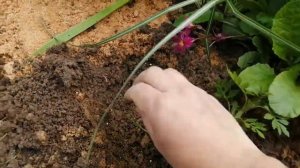 Высадка бархатцев в открытый грунт