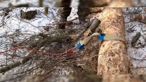 Как пользоваться бензопилой?  Спил деревьев на практике! Трилёвка МТЗ 82.1 Дрова. Заготовка дров