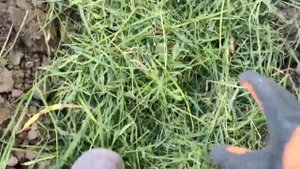 Готовим теплую грядку под огурцы правильно. Огурцы по ФЕНШУЮ !!! ЧАСТЬ 1