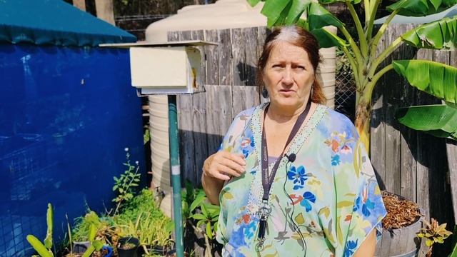 Сад и огород в Австралии: что обычно выращивают местные садоводы