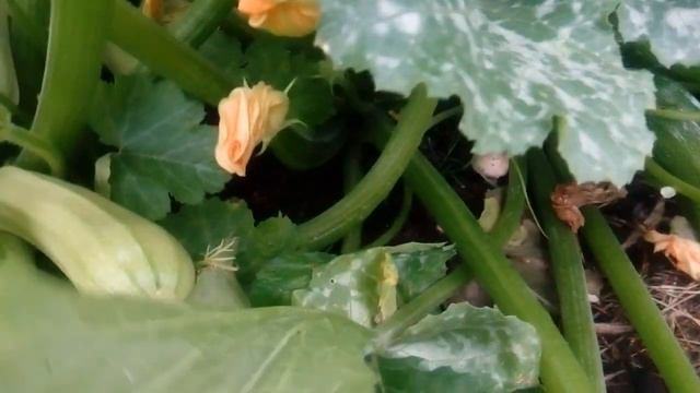 Кабачок Кавили F1 - СУПЕР УРОЖАЙНЫЙ! смотреть онлайн