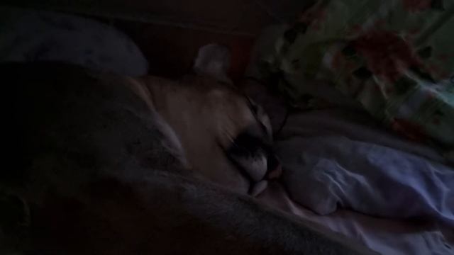 Домашний пума Геркулес ! Про суд деньги и врачей-вредителей смотреть онлайн