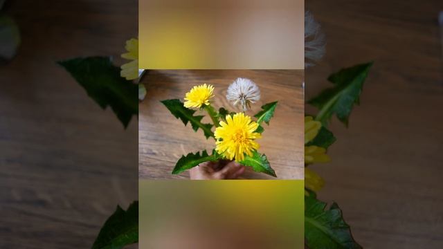 орхидеи, которые никогда не отцветут... смотреть онлайн