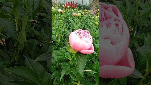 Начало цветения пиона Этчид Сальмон смотреть онлайн