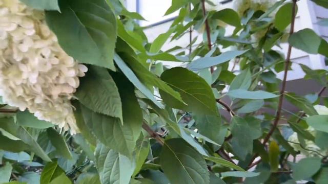 Limelight Hydrangea Floppy Stems Update смотреть онлайн