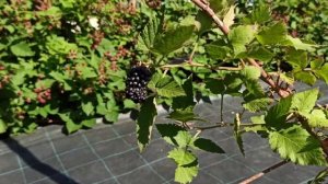 Ежевика Карака Блэк в Омске! Пробуем первую ягоду!