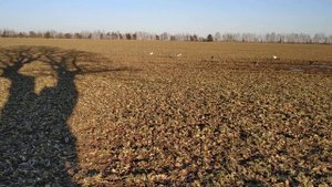 ОХОТА на ГУСЕЙ в Беларуси 2022 часть 2 костюм Леший маскировка