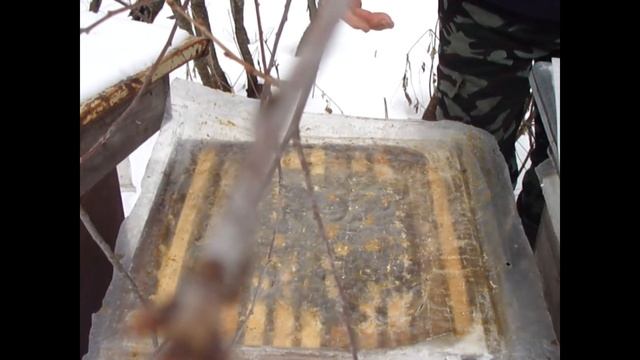 Январь 2023 Как чувствуют себя пчелы после температурных качелей смотреть онлайн