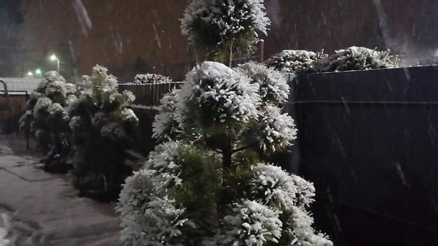 03.12.2021. снегопад сосенки мой участок на даче.