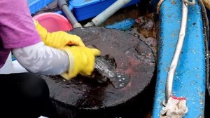 Cutting Live Leopard Coral Grouper & Sabah Grouper at Sai Kung Hong Kong 香港海鮮 今餐要吃得豐富 去西貢買生劏東星斑和沙巴龍