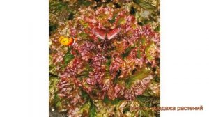 Салат обыкновенный Гурман Листовой (gurman) ? обзор: как сажать, семена салата Гурман Листовой