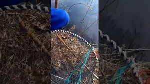 Ловля и приготовление Вьюна !!!!2018