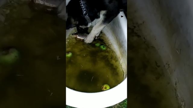 Мерседес ВЕО 4 месяца знакомство с рыбойДарыбку жалконо ребёнку надо познавать мир.