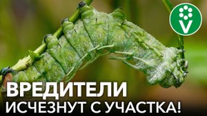 ТАИНСТВЕННЫЙ ОТРАВИТЕЛЬ ЛИСТОГРЫЗУЩИХ НАСЕКОМЫХ-ВРЕДИТЕЛЕЙ! Уникальный биопрепарат в помощь каждому!