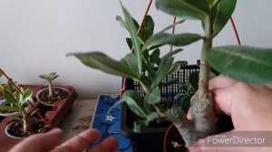 Адениумы в сентябре