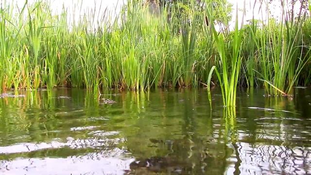 Чарующая красота солнечного участка - Художник в деревне