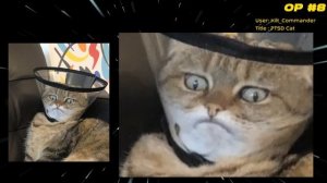 The Cat In A Cone | Ep. 2 | Photoshop Battles (r/photoshopbattles)