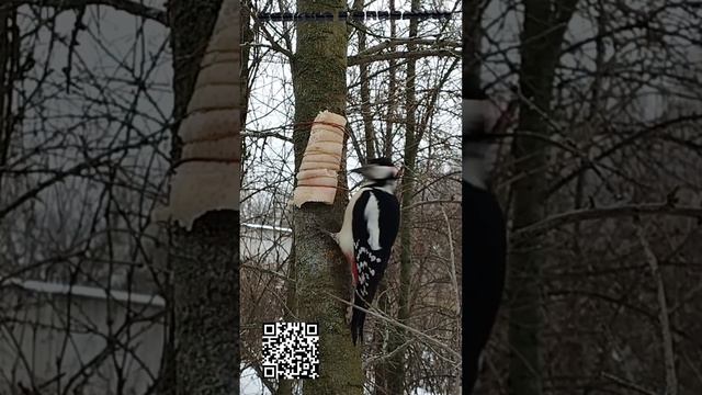 Дятел прилетел клевать сало у синиц | «Накормим птиц зимой»