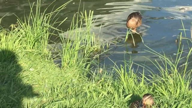 У уток послеобеденный сон смотреть онлайн