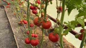 Томат Волшебная арфа F1 и итог по гибридам / Очередной позитив с таксой Алисой / Минская область