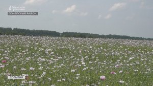 На Брянщине в 5 раз выросли площади под посевы мака для производства лекарств