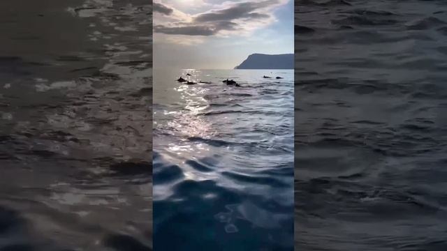 Незабываемая встреча у берегов Балаклавы