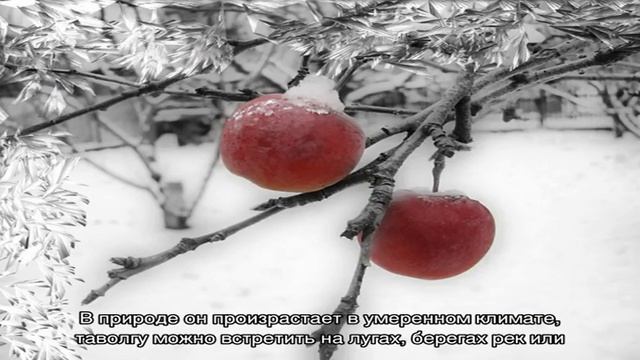 Записи с тегом 'лабазник' смотреть онлайн