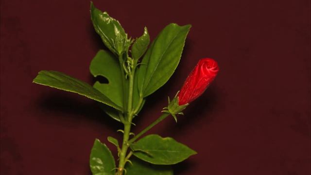 hibiscus bloom timelapse смотреть онлайн