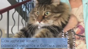 Приучаю кота к улице. Боится и дрожит!!!