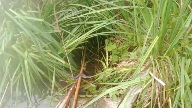 НЕСЛОВИЛ УЖА ,А МОГ смотреть онлайн