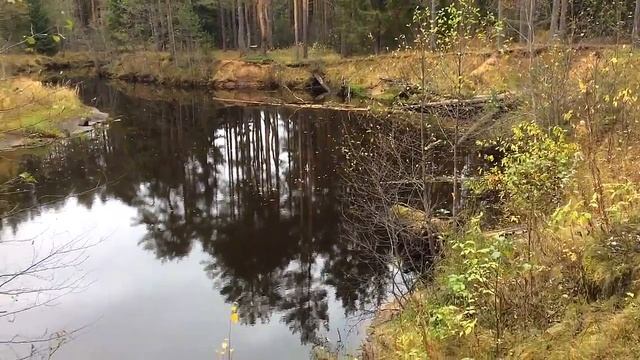 Какие грибы растут в октябре. Поездка в Заозерье. смотреть онлайн