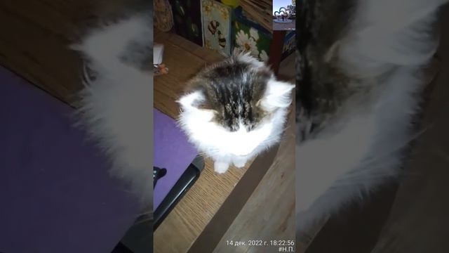 Вечер.Кто чем.😺🖥️