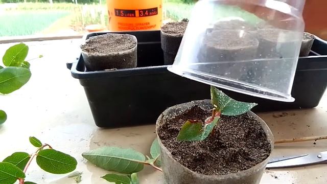 Жимолость, черенкуем. Первый и удачный опыт. смотреть онлайн