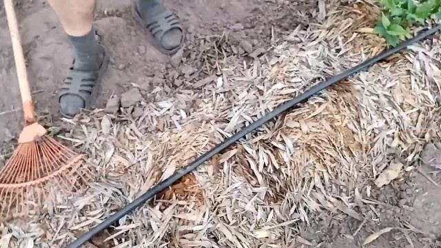 Голубика. Капельный полив.Как я поливаю  и ухаживаю за голубикой. смотреть онлайн