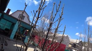 Как ОБРЕЗАТЬ взрослую КОЛОНОВИДНУЮ ЯБЛОНЮ, которая не формировалась.