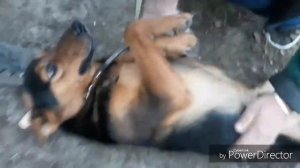 Забрали собаку из приюта❤