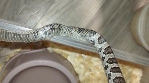 Маисовый полоз