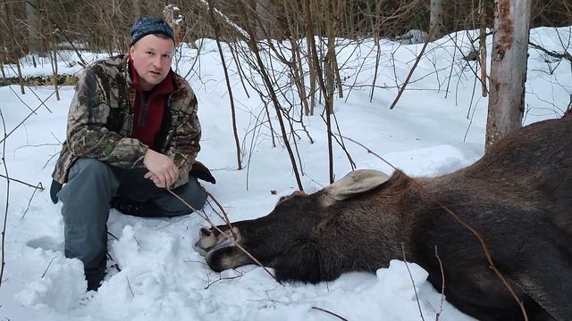Домашняя тушёнка из лосика . Тел 8 920 990 40 10 смотреть онлайн