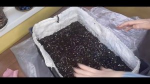 Зимнее черенкование. Январь месяц - хорошее время! Черенкуем самшит, ели, хвойники.