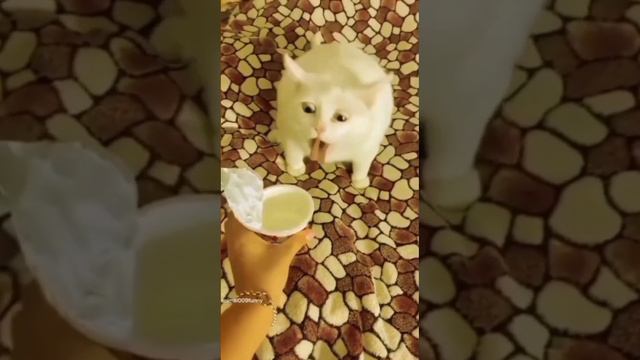 кот рыгает прл часа смотреть онлайн