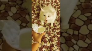 кот рыгает прл часа