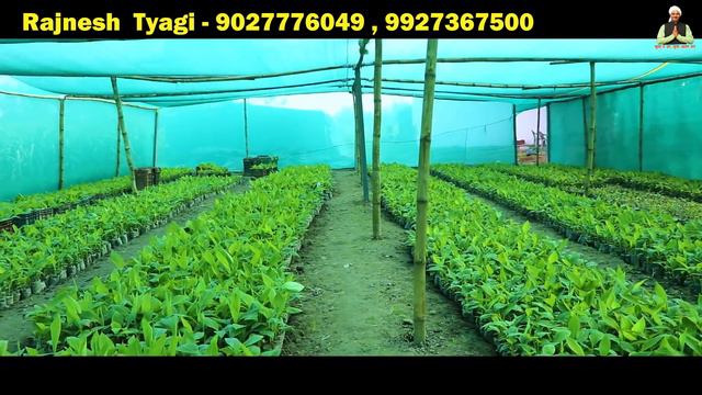केले की खेती की संपूर्ण जानकारी | G-9 Variety Banana Farming in India | लाखों-रुपये का मुनाफा смотреть онлайн