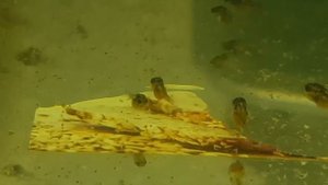 Мальки скалярии 15-й день ( поедают артемию