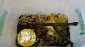 Новые улитки !!/ Опять ??? / Караколусы!!