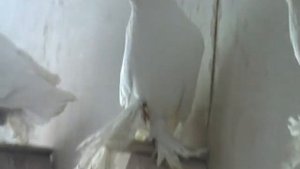 Голуби двух чубые 4.04.2012